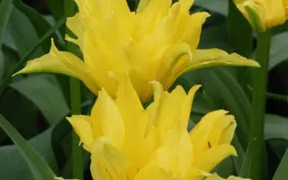 Yellow Spider / Ьэллоw Спидэр