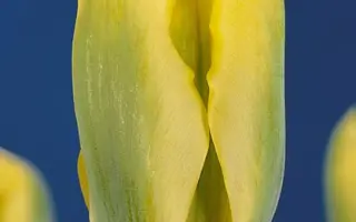 Yellow Springgreen / Ьэллоw Спринггрээн