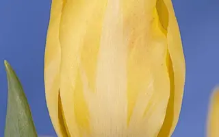 Yellow Star / Ьэллоw Стар