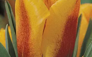 Yoko's Dream / Ьоко'с Дрэам