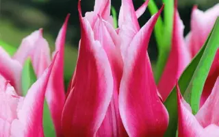 Yonina / Ьонина