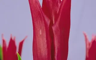 Yuri Dolgorukiy / Ьури Долгорукиь