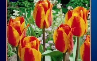 Yuri Gagarin / Ьури Гагарин