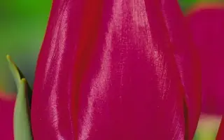 Yvonne / Ьвоннэ