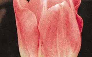 Yvonne van Gennip / Ьвоннэ ван Гэннип