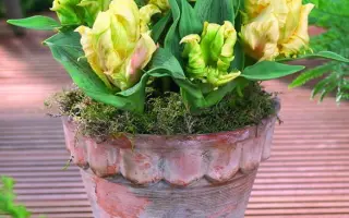 Zampa Parrot / Зампа Паррот