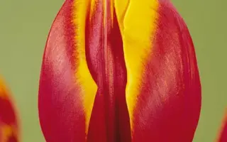 Zeelandia / Зээландиа