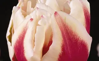 Zizanie / Зизаниэ