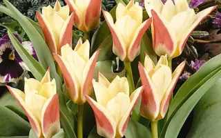 Zombie / Зомбиэ