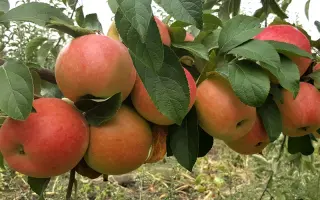 Пинова / Pinova