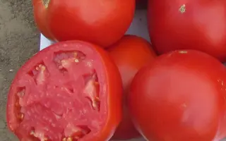 Майсалун F1 / Maisalun F1