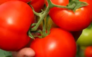 Интерлэнд F1 / Interland F1