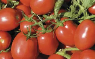 Делфо F1 / Delfo F1