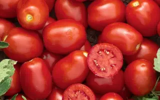 Уссар F1 / Ussar F1