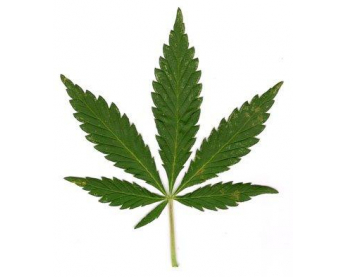 Конопля зеленец признаки опьянения марихуана