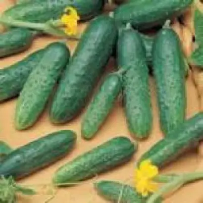 Амур F1 / Amour F1