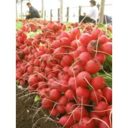 Селеста F1 / Selesta F1 / Celesta F1