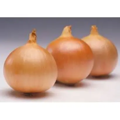 Братко F1 / Bratko F1