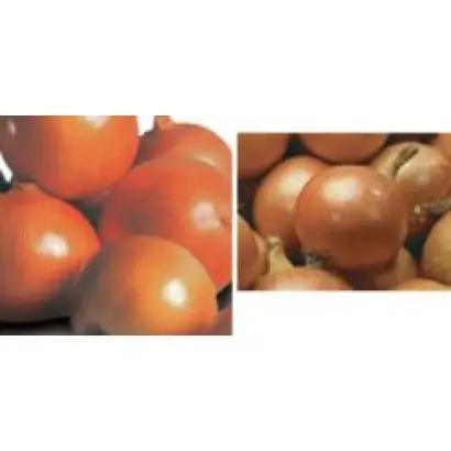 Мундо F1 / Mundo F1