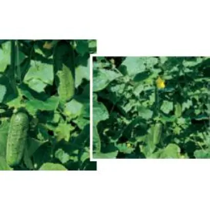 Отелло F1 / Othello F1