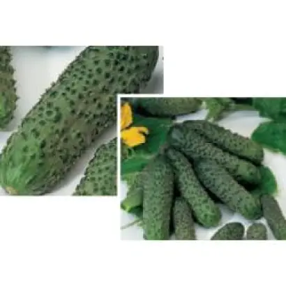 Пасалимо F1 / Pasalimo F1