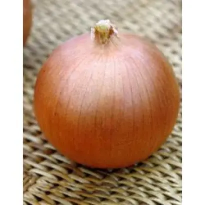 Блустер F1 / Blooster F1