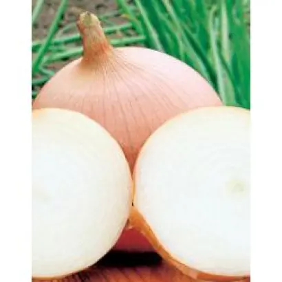 Тиога F1 / Tioga F1