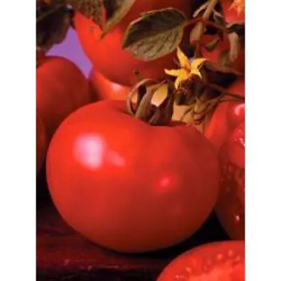 Марисса F1 / Marissa F1