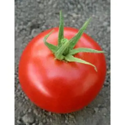 Хиларио F1 / Hilario F1