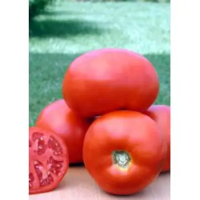 Садик F1 / Sadiq F1