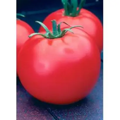 Селебрити F1 / Celebrity F1