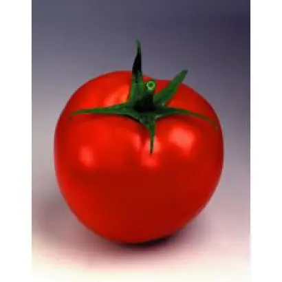 Таня F1 / Tanya F1