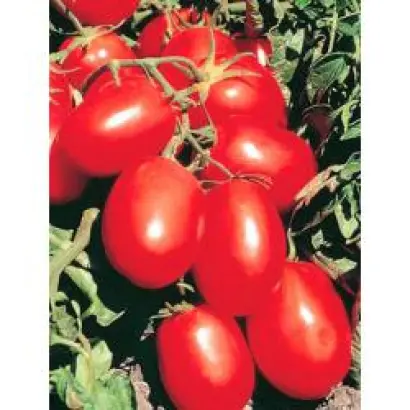 Рио Гранде Оригинальный / Rio Grande Original