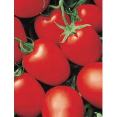 Яки F1 / Yaqui F1