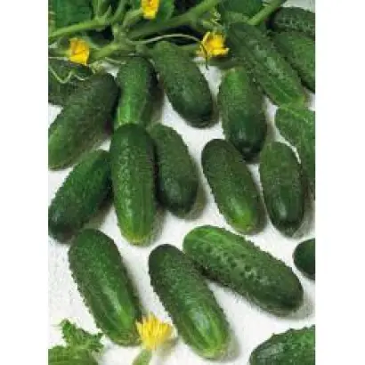 Маринда F1 / Marinda F1