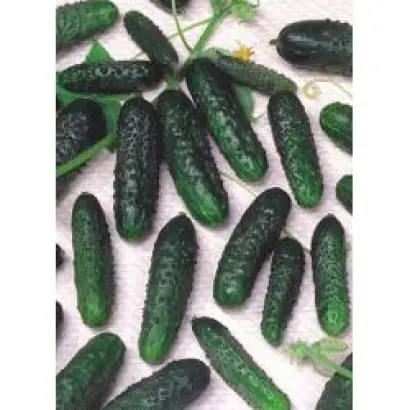 Маша F1 / Masha F1