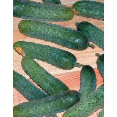 Меренга F1 / Merengue F1