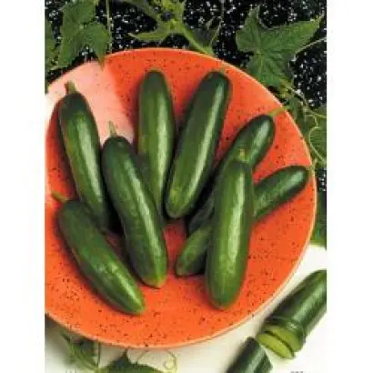 Сафа F1 / Safaa F1