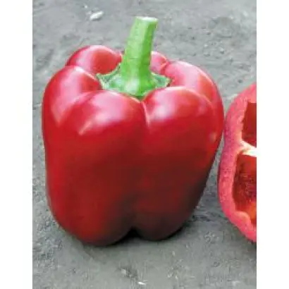 Аристотель X3R F1 / Aristotle X3R F1