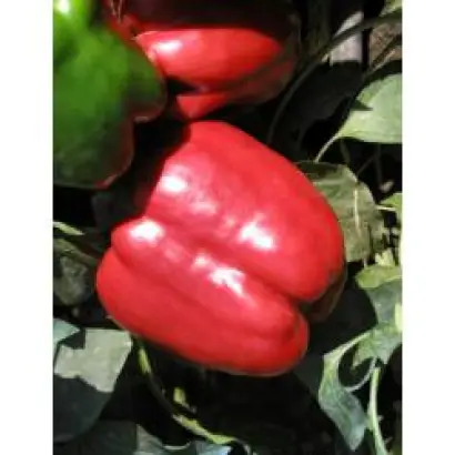 Красный рыцарь X3R F1 / Red Knight X3R F1