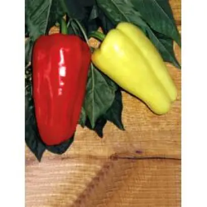 Цыган F1 / Gypsy F1