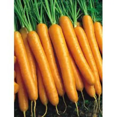 Билбо F1 / Bilbo F1