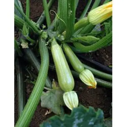 Сцилли F1 / Scilly F1