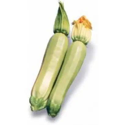 Кавили F1 / Cavili F1