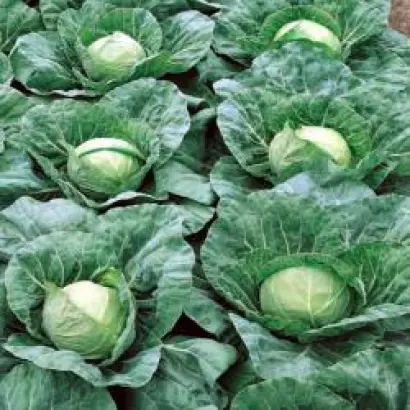 Пандион F1 / Pandion F1