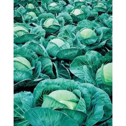 Атриа F1 / Atria F1