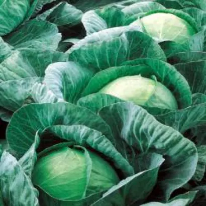 Вестри F1 / Vestri F1