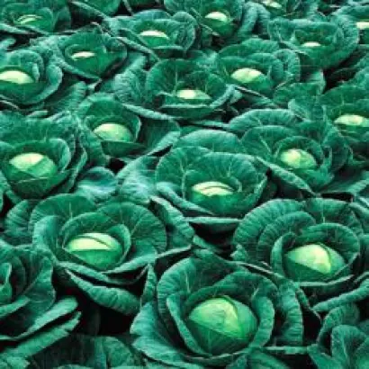 Ринда F1 / Rinda F1