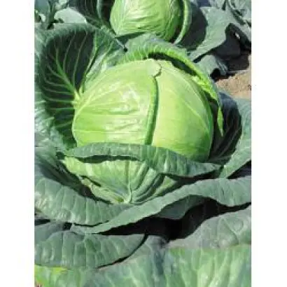 Тобия F1 / Tobia F1