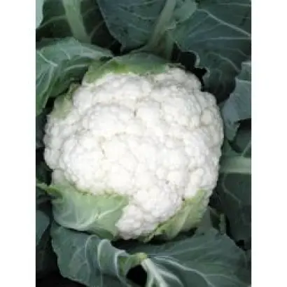 Планита F1 / Planita F1